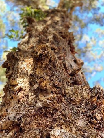 Where are Melaleuca Alternifolia Trees Found?