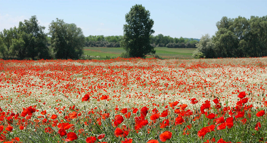 Flanders Fields, Belgium ; mischa blog