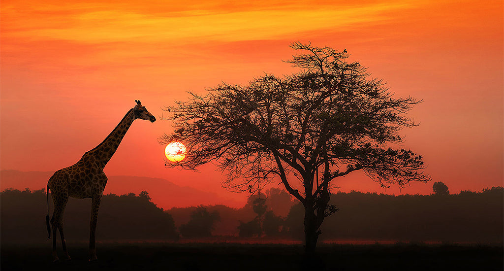 Africa Safari, giraffe under a orange sunset mischa blog