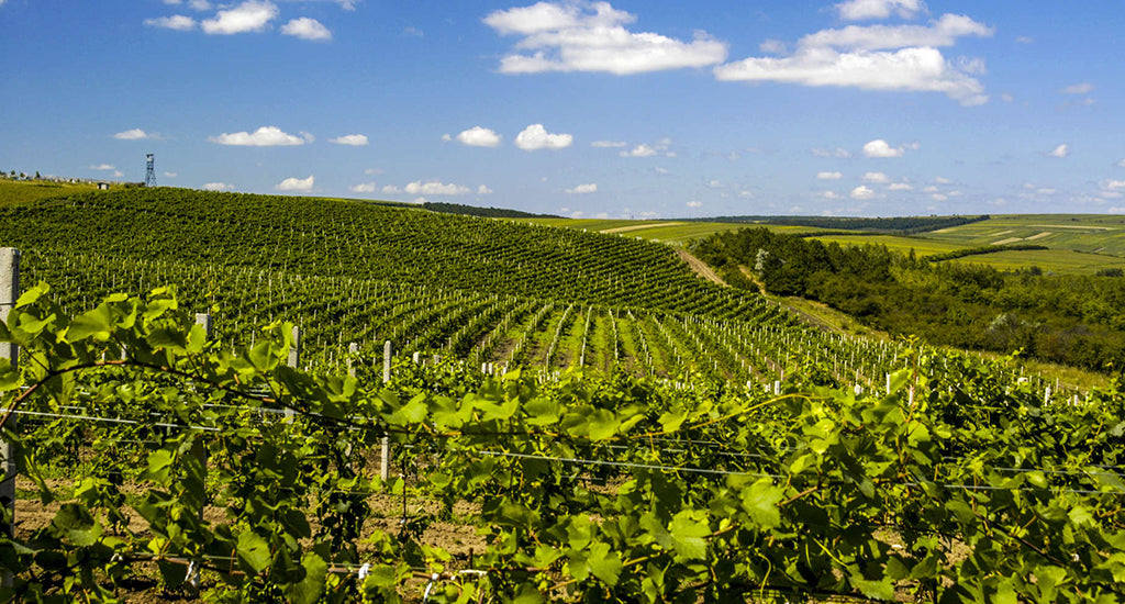 Moldova Cricova winery mischa blog