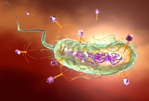 Bacteriophage Coliphage