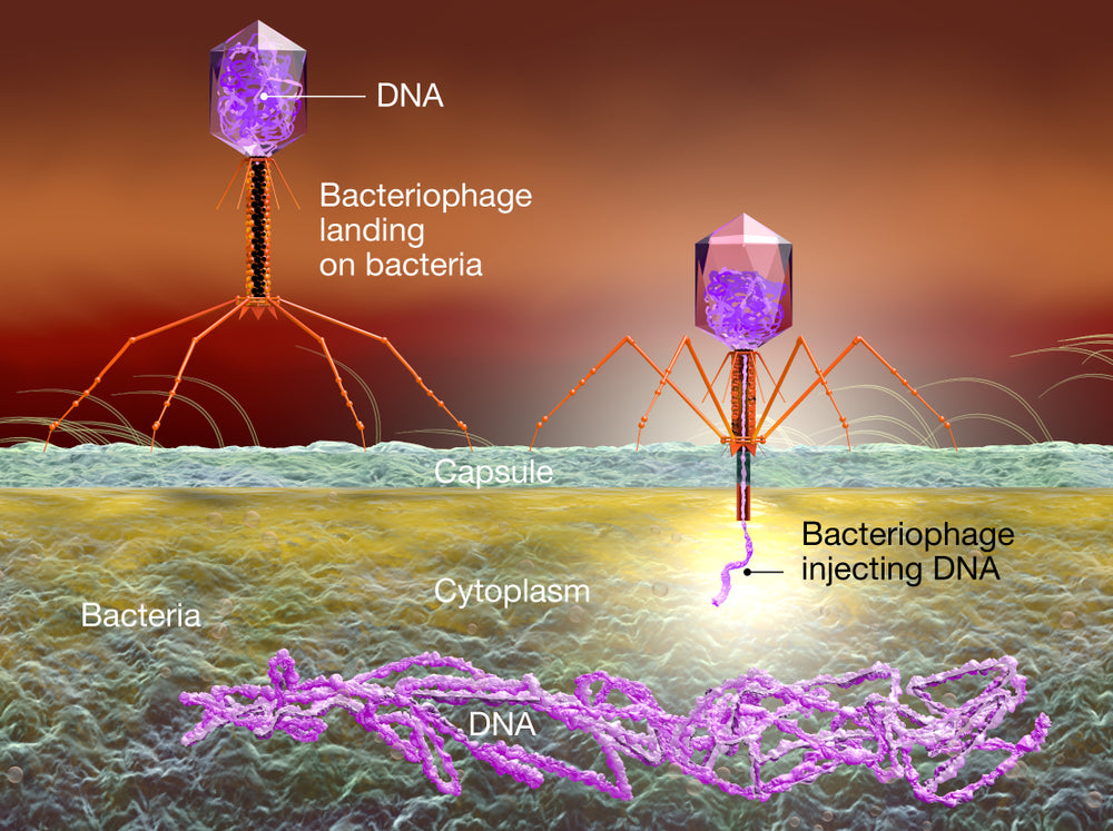 Floraphage Phage Virus