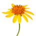 Arnica-cropped-small.jpg