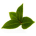 Green-Tea-small.jpg