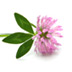 Red-Clover-cropped-small.jpg