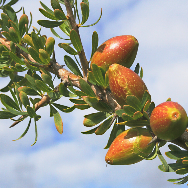 Argan Oil