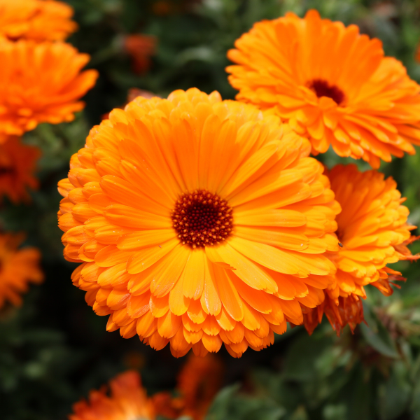 Calendula