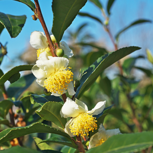 Camellia Seed Oil