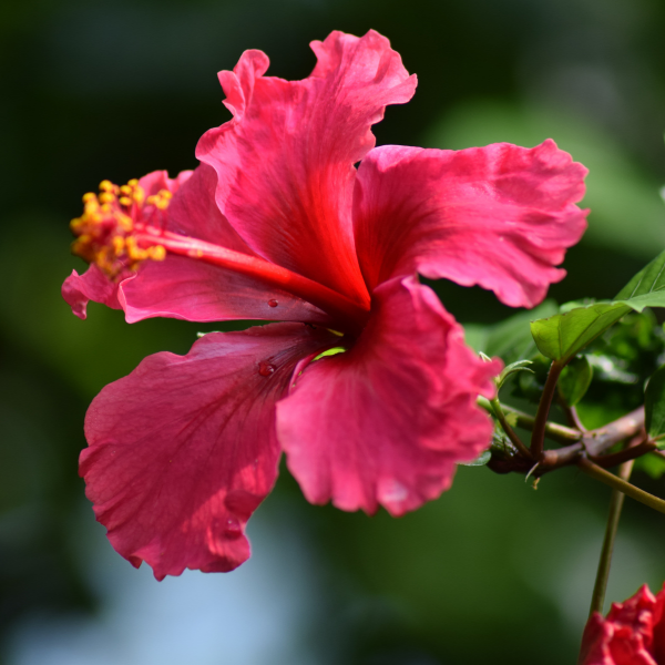 Hibiscus extract