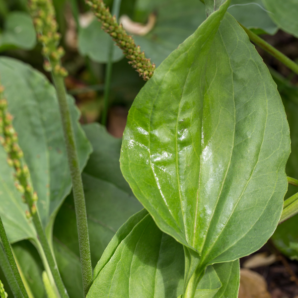 Plantain Leaf extract