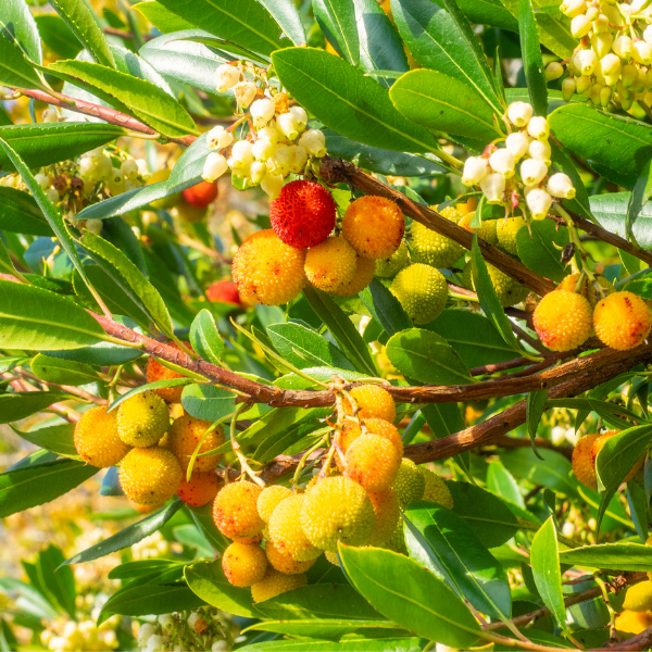 Soap nut or Soapberries