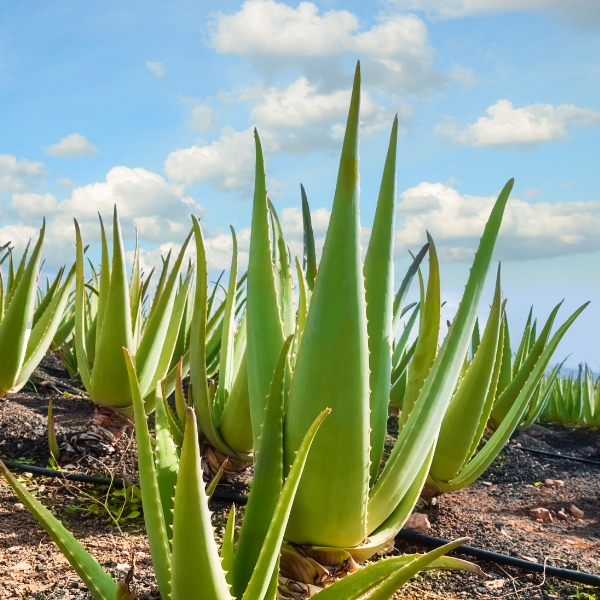 Aloe Vera Extract