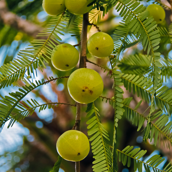 Amla Extract