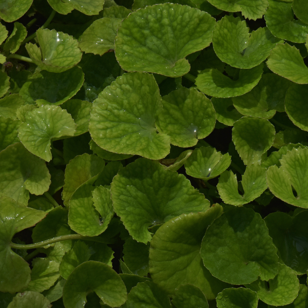 Brahmi