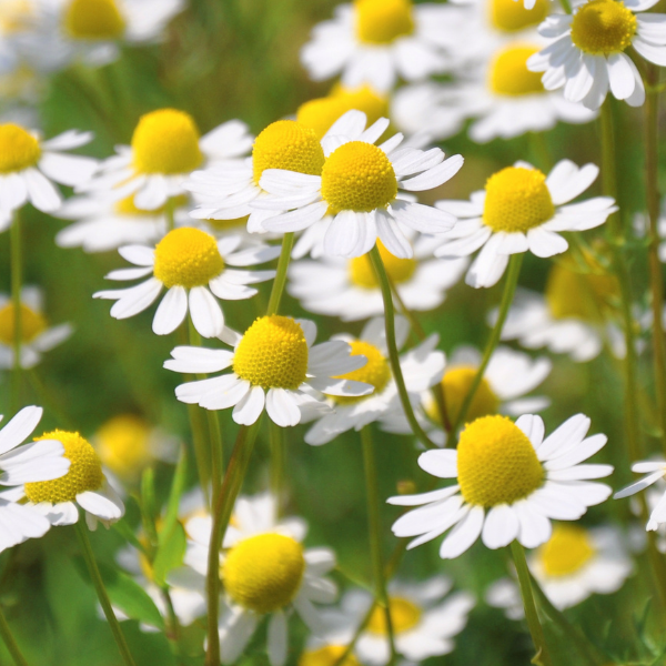 Chamomile