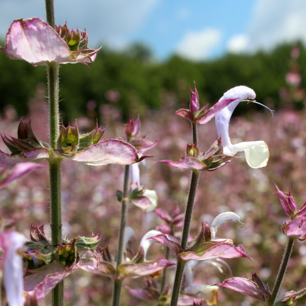 Clary Sage