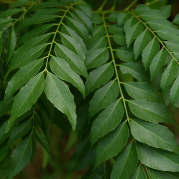 Curry Leaf