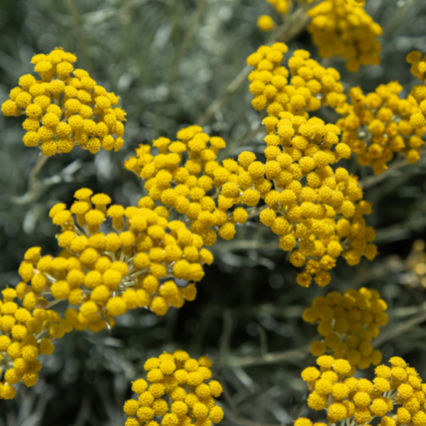 Immortelle or Helichrysum