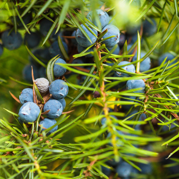 Juniper Berry