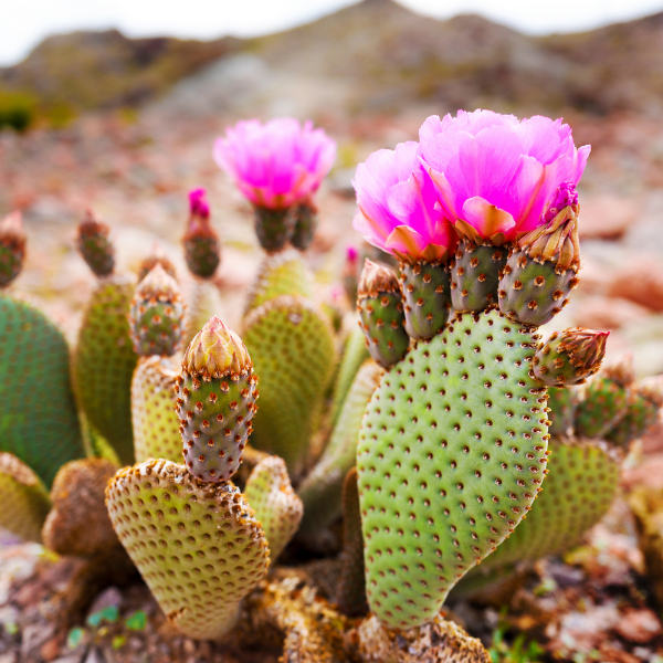 Prickly Pear Seed Oil Argan Facial Oil - Slow Beauty Skincare