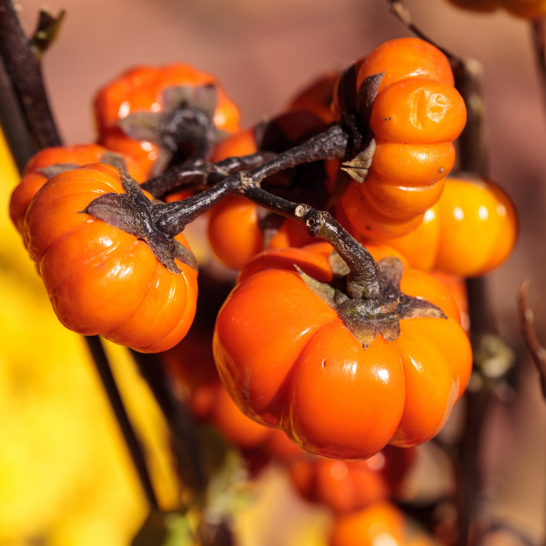 Pumpkin Seed Oil