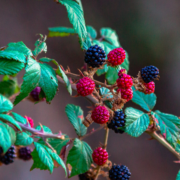 Raspberry Seed Oil