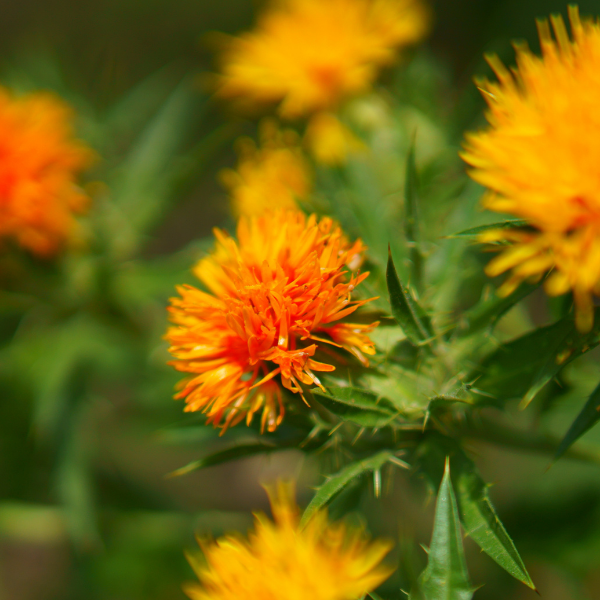 What is Safflower Oil And Why Is It Good For The Skin?