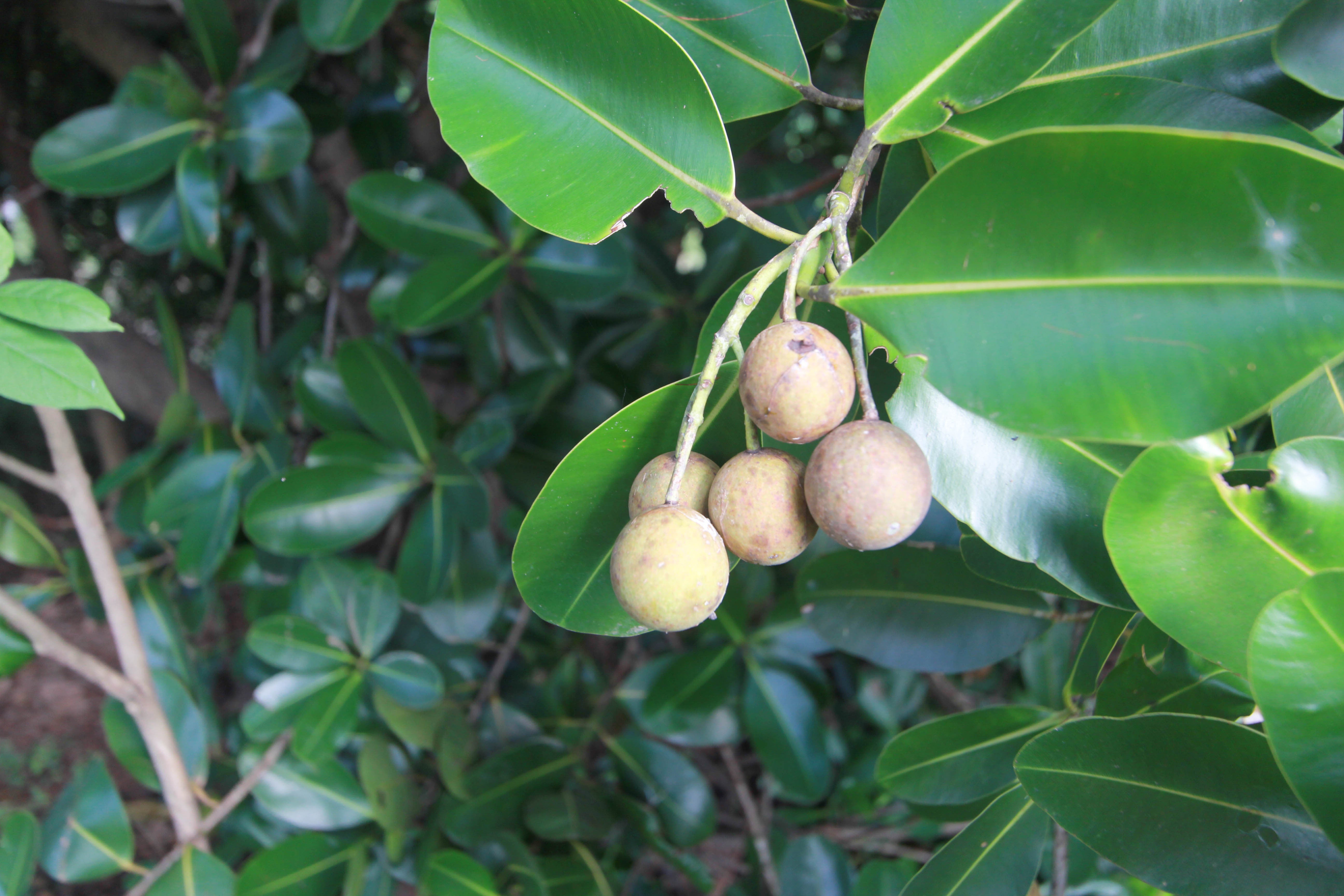 Tamanu Oil