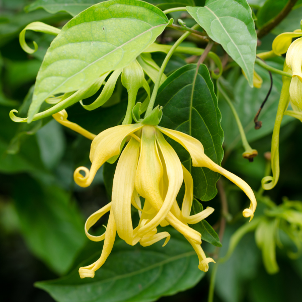 Ylang Ylang