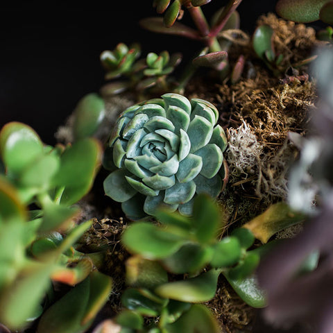 Succulent Care 