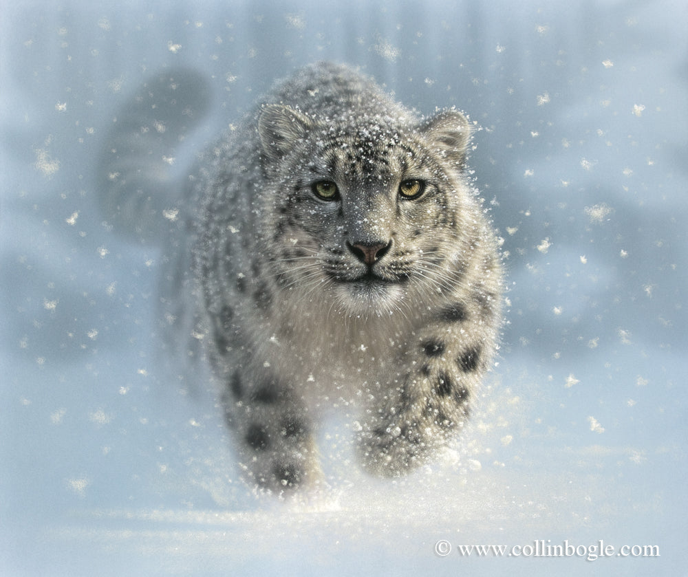 Snow Ghost - Snow Leopard