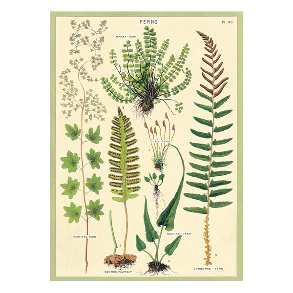 Cavallini Vintage Poster Ferns