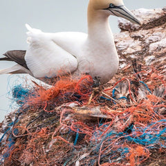 Seevogel, der seinen Lebensraum mit Fischernetz-Trümmern teilt
