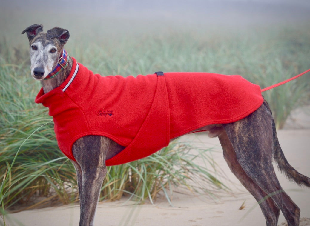 Chilly Sweater for Greyhounds by Chilly 