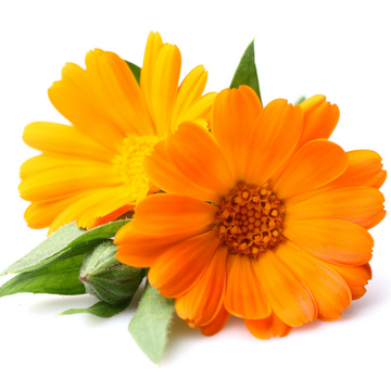 calendula.png