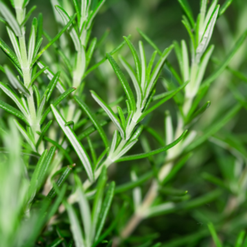rosemary (2).png