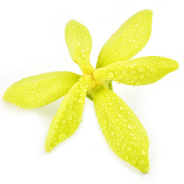 ylang-ylang.png