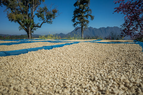 coffee beans drying in sun