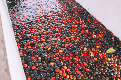 Coffee cherries in water