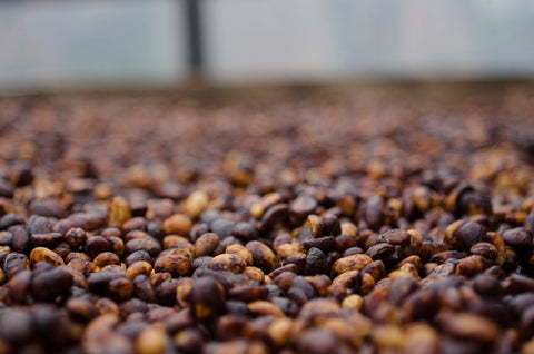 honey processed coffee dried