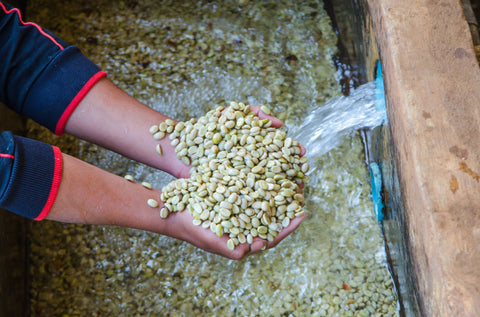 wet processed coffee being washed 