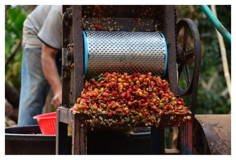 wet processed coffee depulper