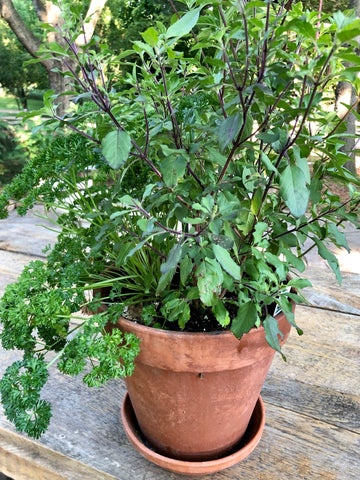 Basil Growing in a Terra Cotta Pot, Ready for Basil Toast