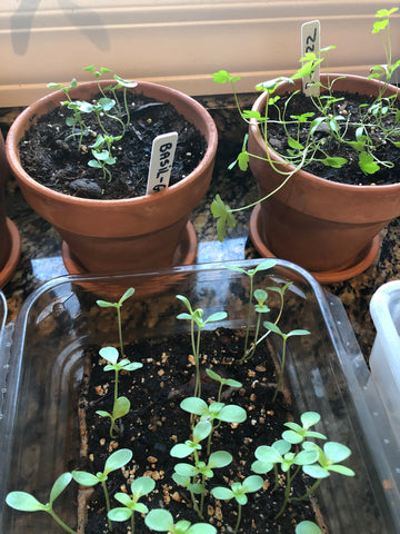 Small Terra Cotta Pots and Containers on the Windowsill for Seed Starting