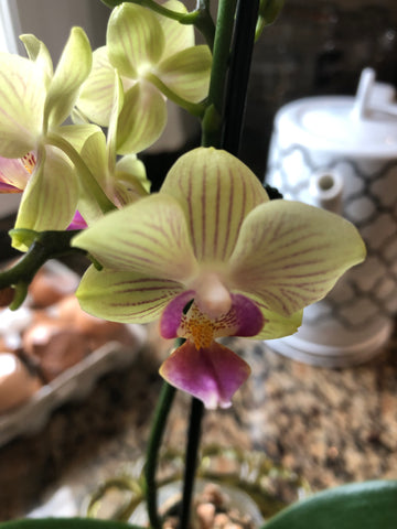 Mini Phalaenopsis in Bloom