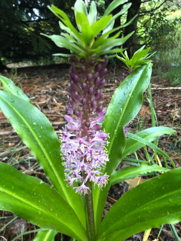 An unexpected bloom in the fall garden.