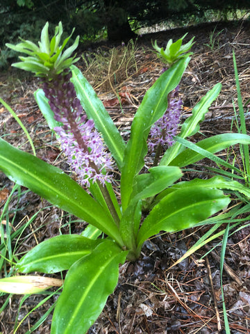 The fall garden never disappoints. An unexpected flower blooms.