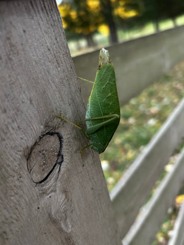 An Autumn Visitor to the Garden - A Unique Insect