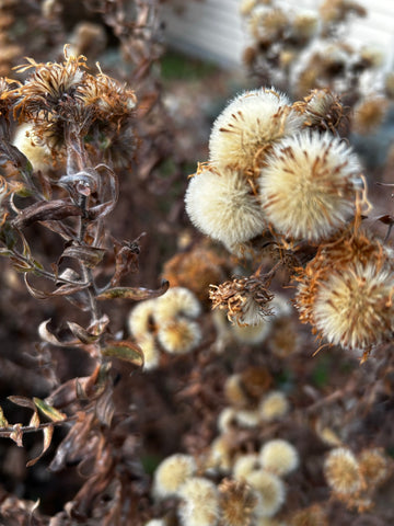 Aster Seeds in the Fall and Winter Garden