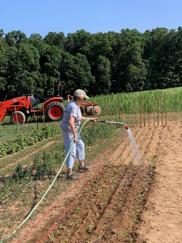 Hickory View Farms watering our new transplants.